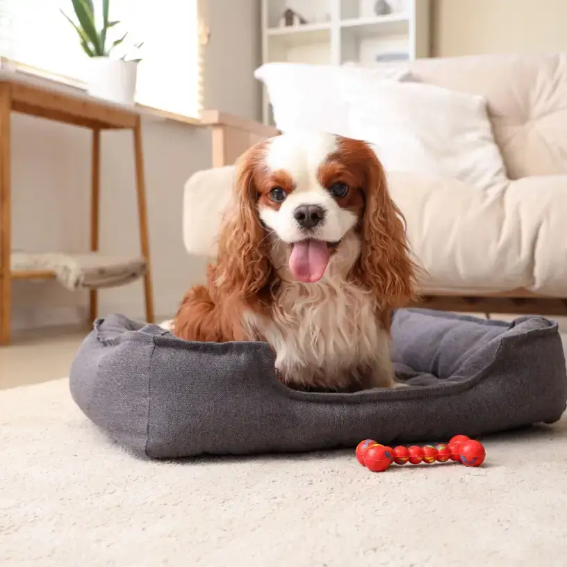 Cavalier Spaniel sitting in a dog bed with a toy