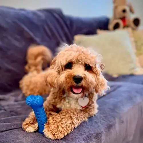 Cavoodle dog sitting on couch with a toy