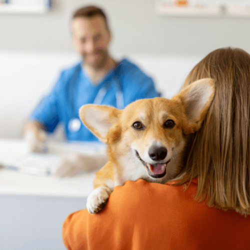 Corgi at vet