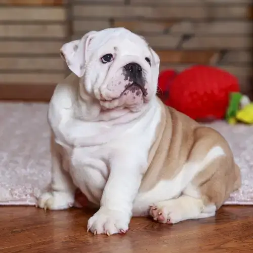 English Bulldog puppy
