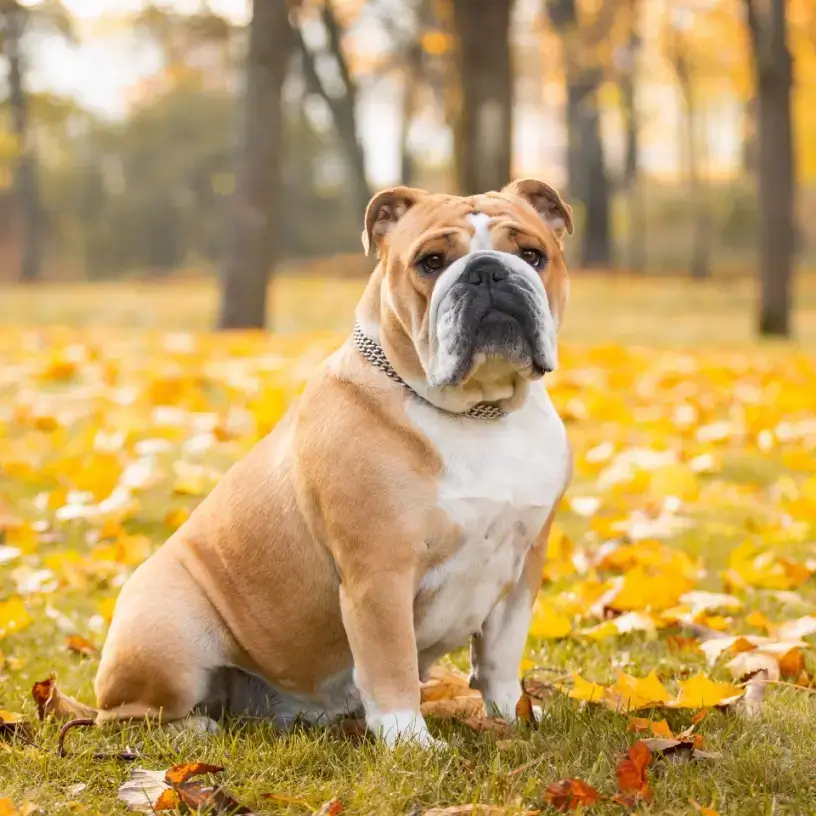 English Bulldog sitting in a forest