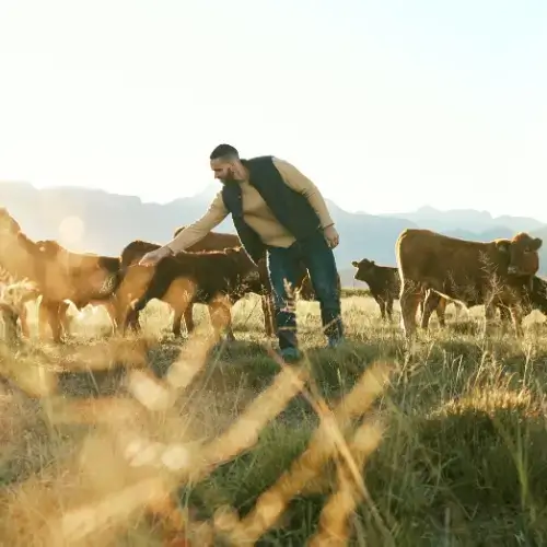 Farmer tending to his cows