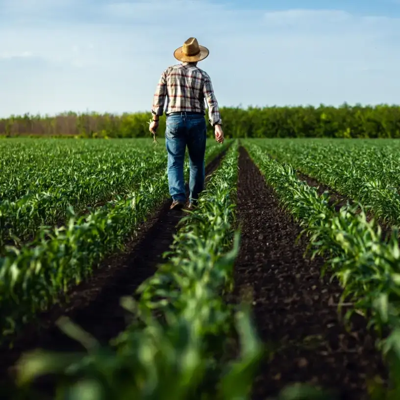 Farmer walking through field of crops