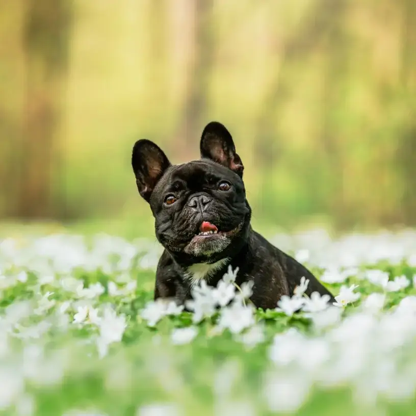 French Bulldog sitting in field of flowers