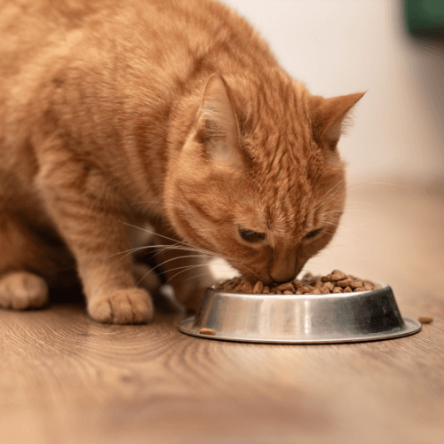 Orange tabby cat eating food