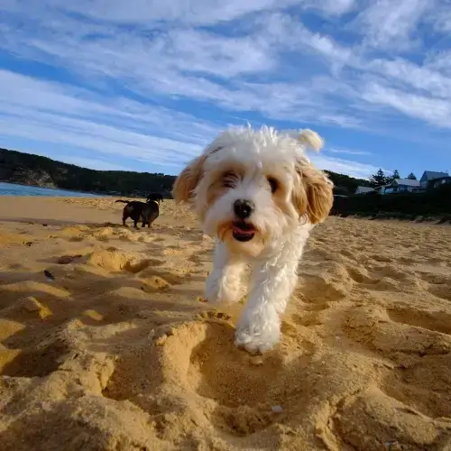 Small white Cavoodle walking on a beach
