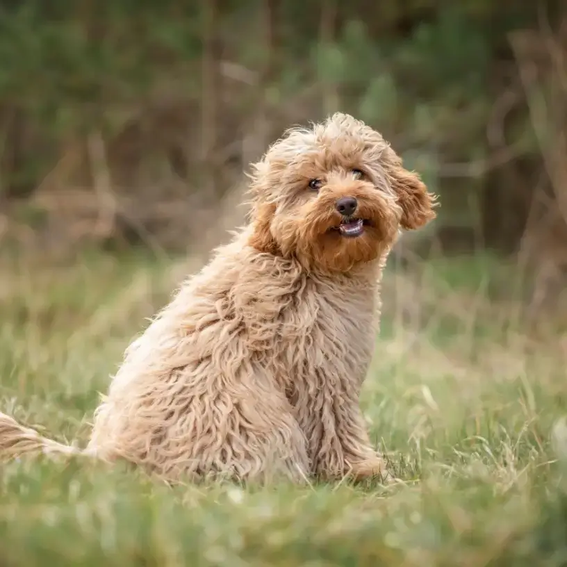 Young Cavoodle dog sitting in grassy field
