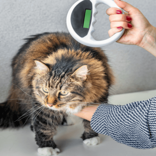 kitten at vet with microchip scanner