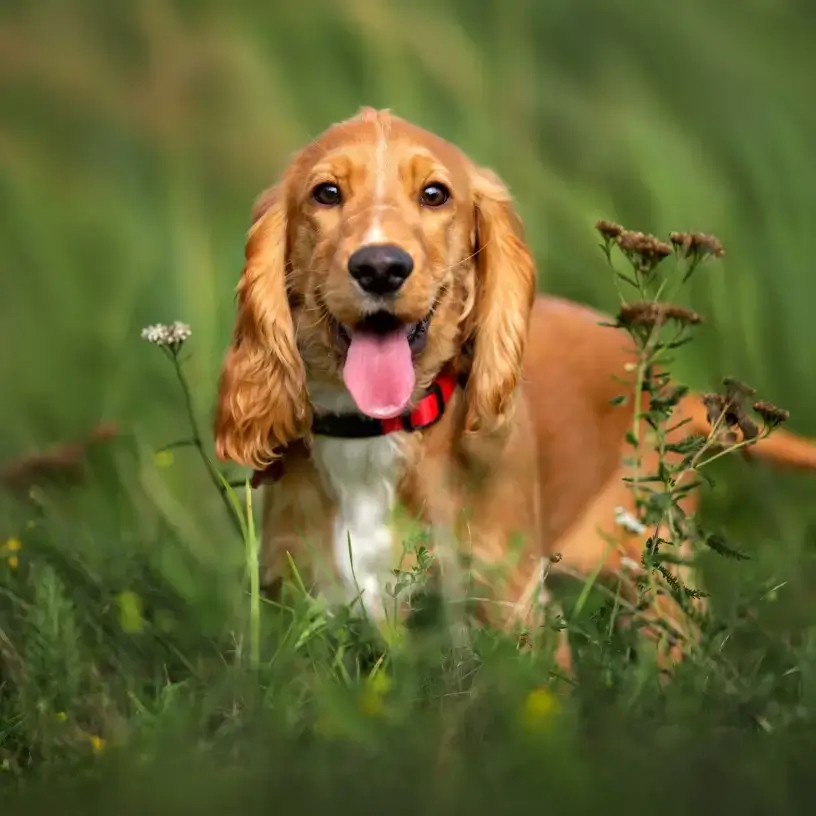 Cocker Spaniel in field of grass
