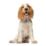 Cocker-Spaniel-posing