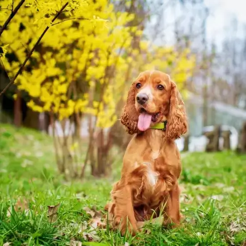Cocker Spaniel