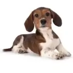 dashies white background