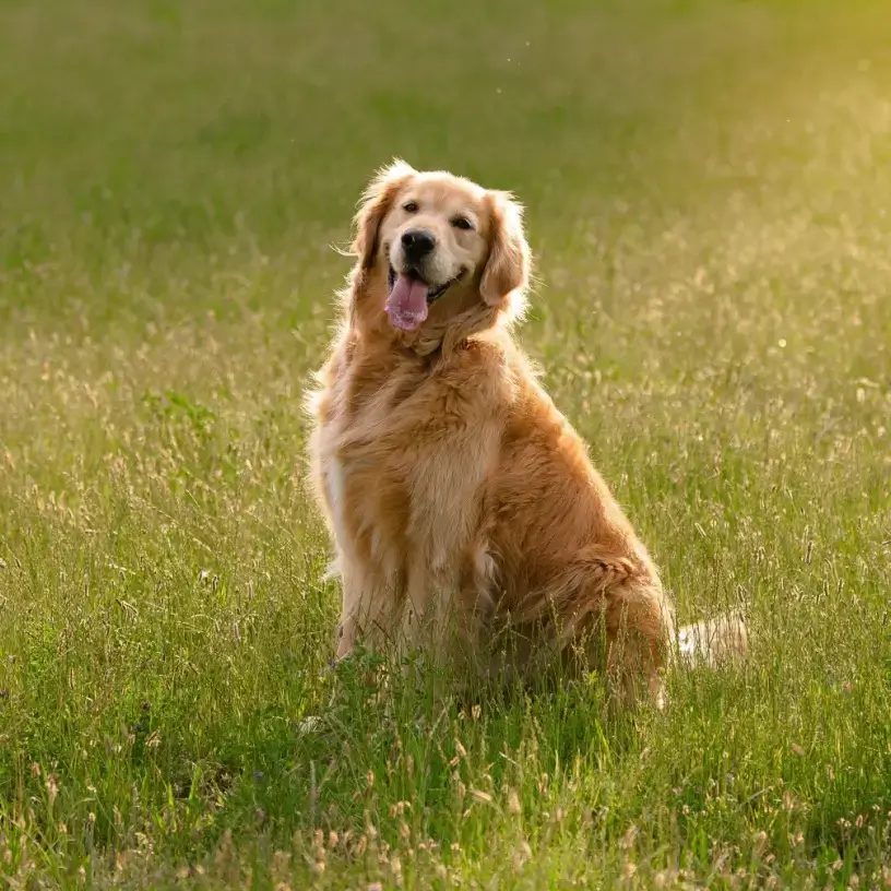 Golden Retriever sitting in a grass field