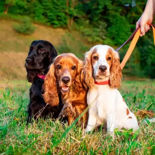 Three Cocker Spaniels on leashes