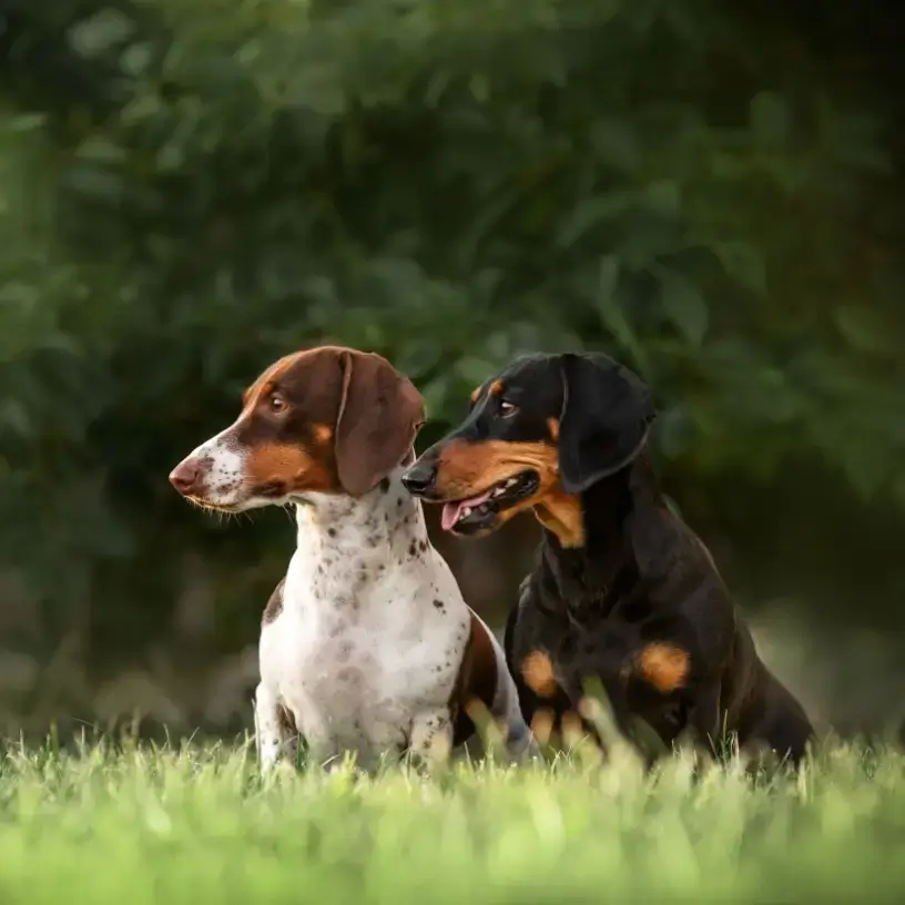 Two dachshunds sitting in grass