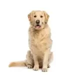 golden-retriever-posing