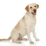 labrador-retriever-posing