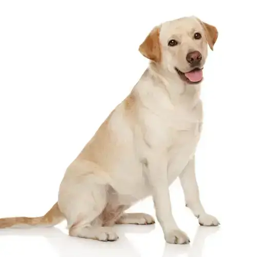 labrador retriever