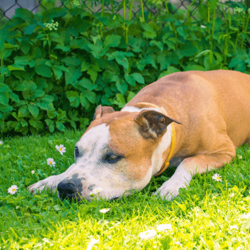 Staffordshire Bull Terriers lying on the grass