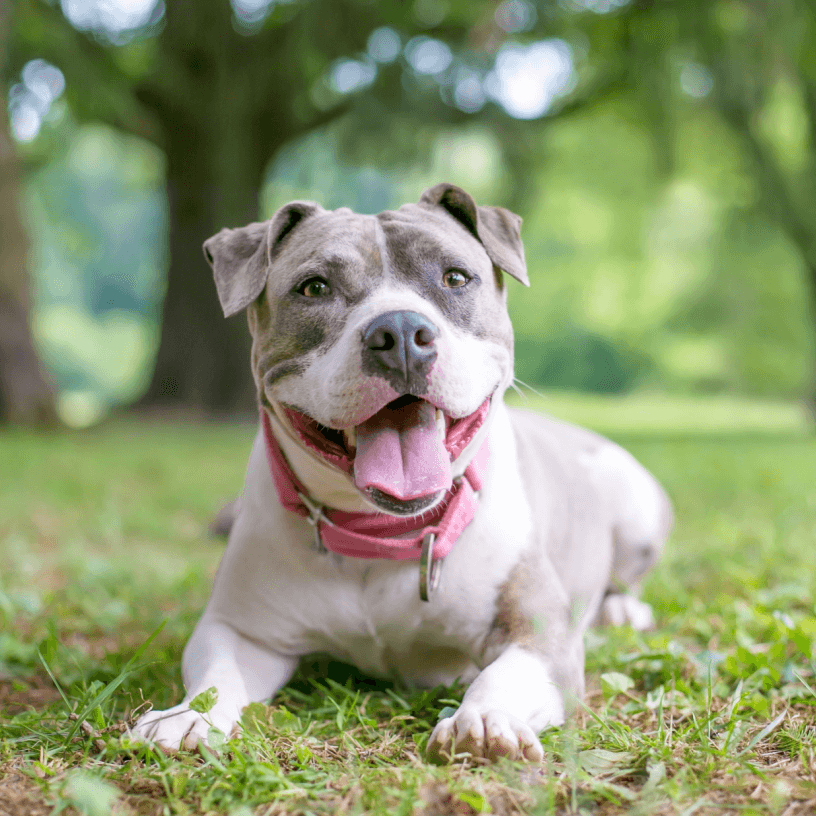 Staffordshire Bull Terriers