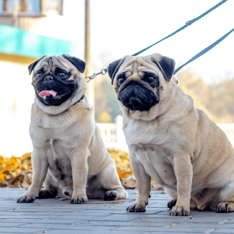 Two pugs on leash