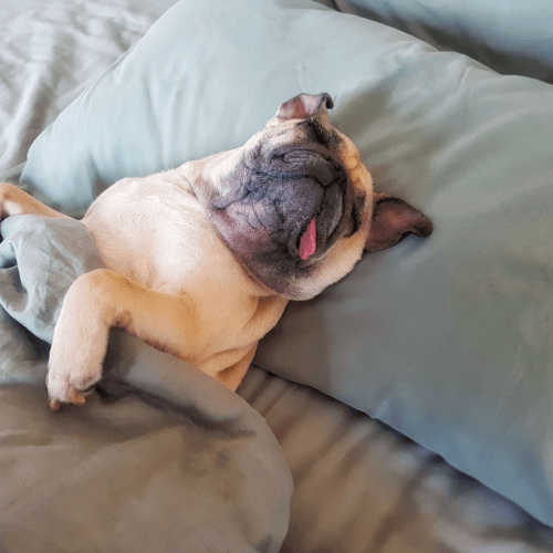 pug taking a nap in bed