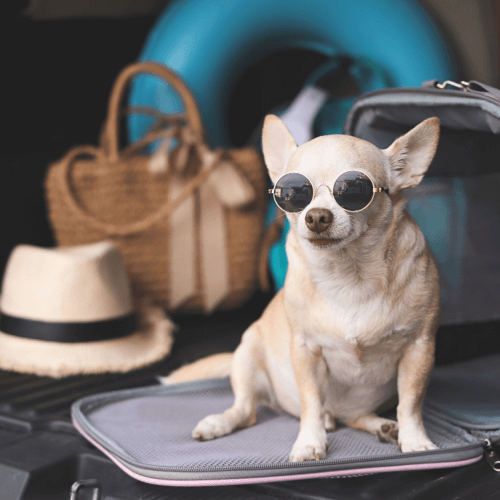 Chihuahua with sunglasses