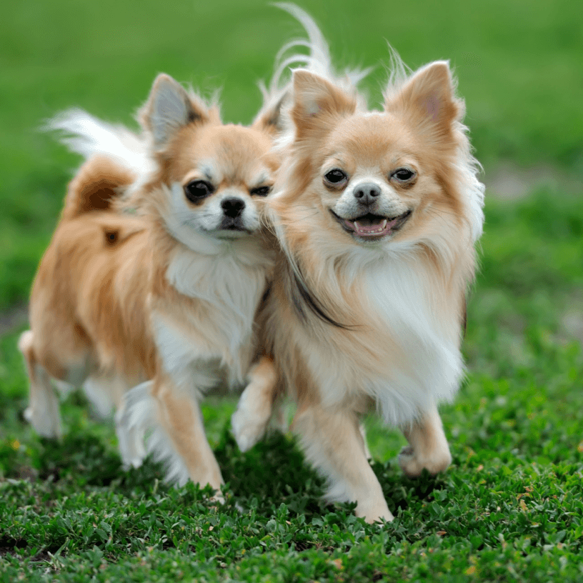 Happy Chihuahuas on field