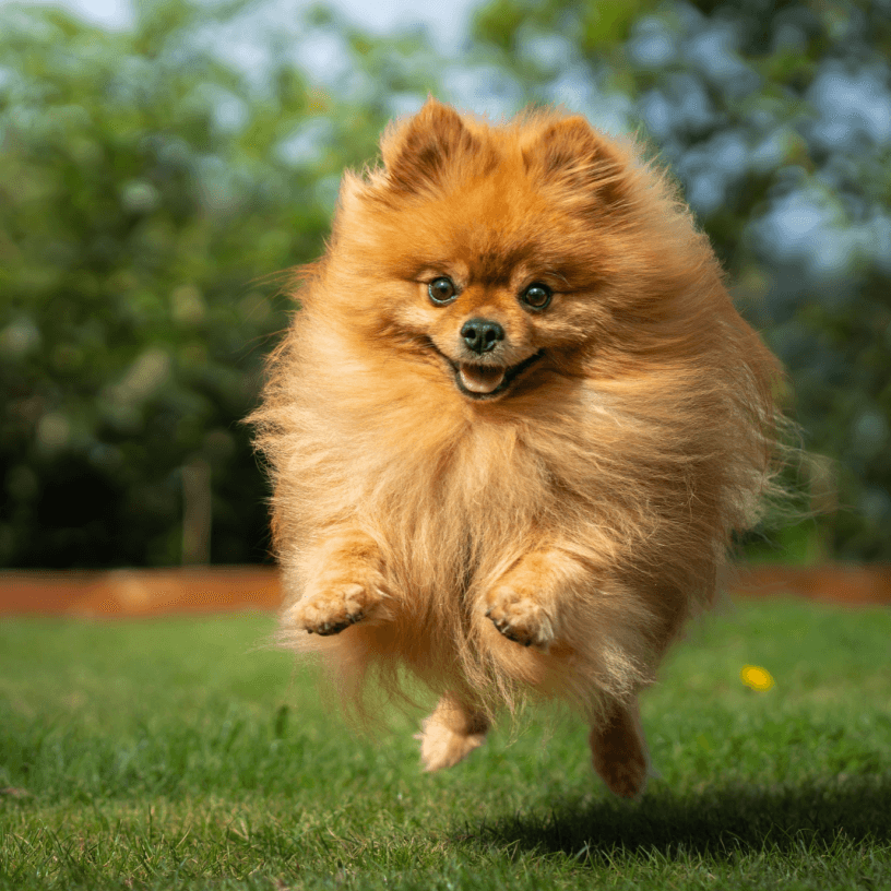 Happy Pom on a sunny field