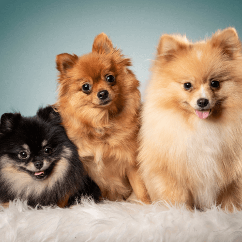 Poms in the studio