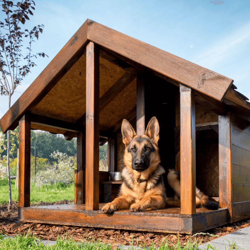 German Shepherd in his kennel