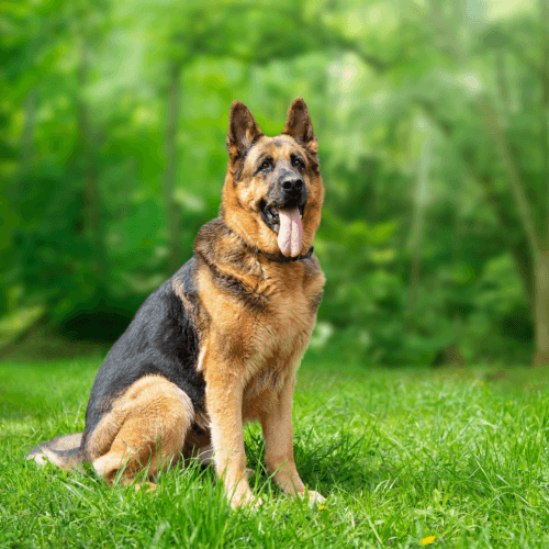 German Shepherd on grass tongue out