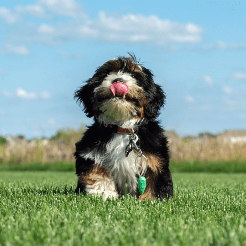 Maltese Shih Tzu playing in yard