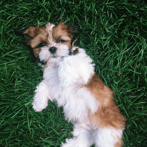 Maltese Shih Tzu rolling in grass