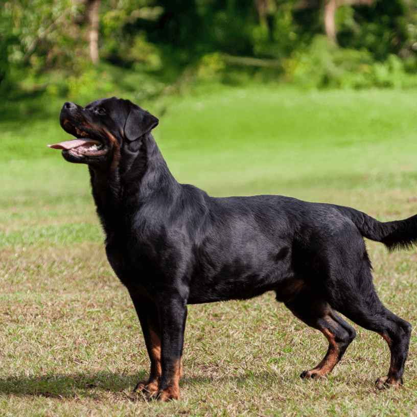 Rottweiler in natural outdoor
