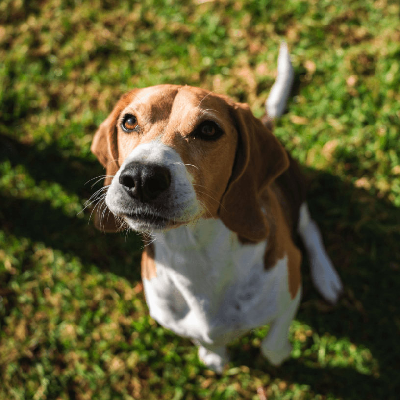 Beaglier outdoor closeup