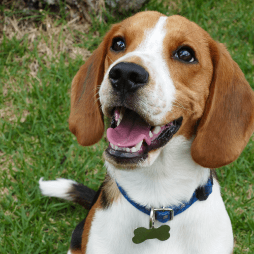 Beaglier smiling at the camera