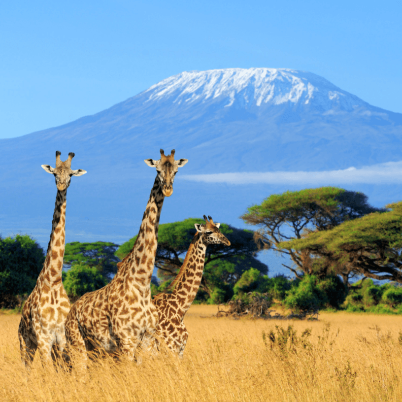 Giraffes in Tanzania