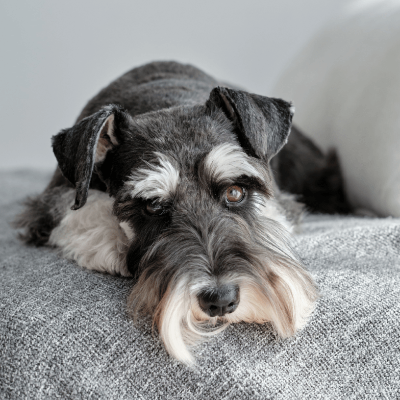 Lazy schnauzer lying on bed