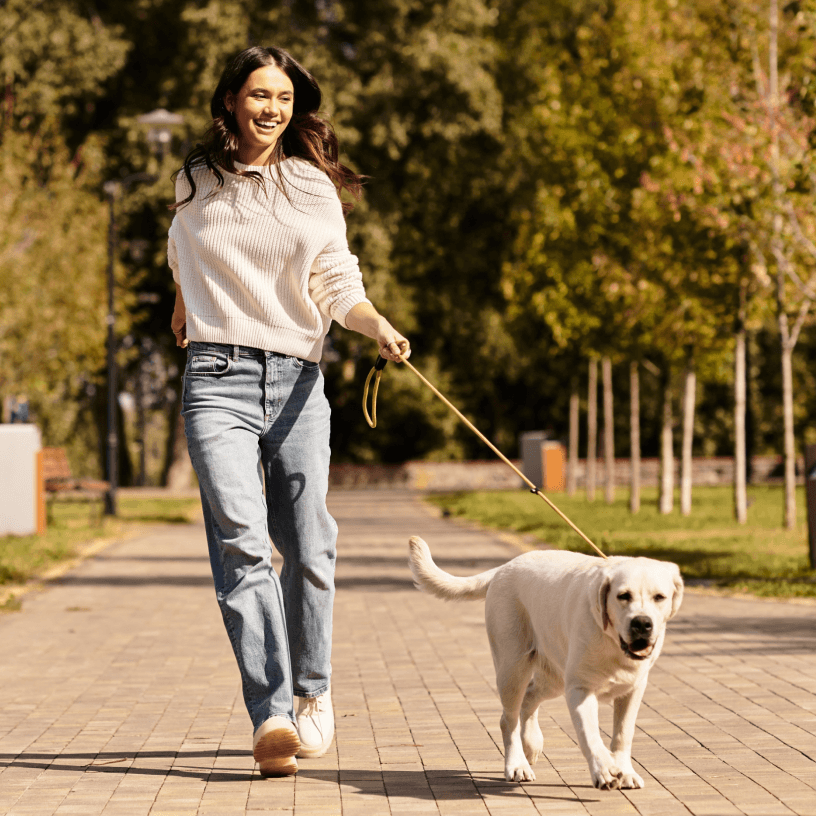 Woman walking a white Labrador on a lead along a tree-lined park path.