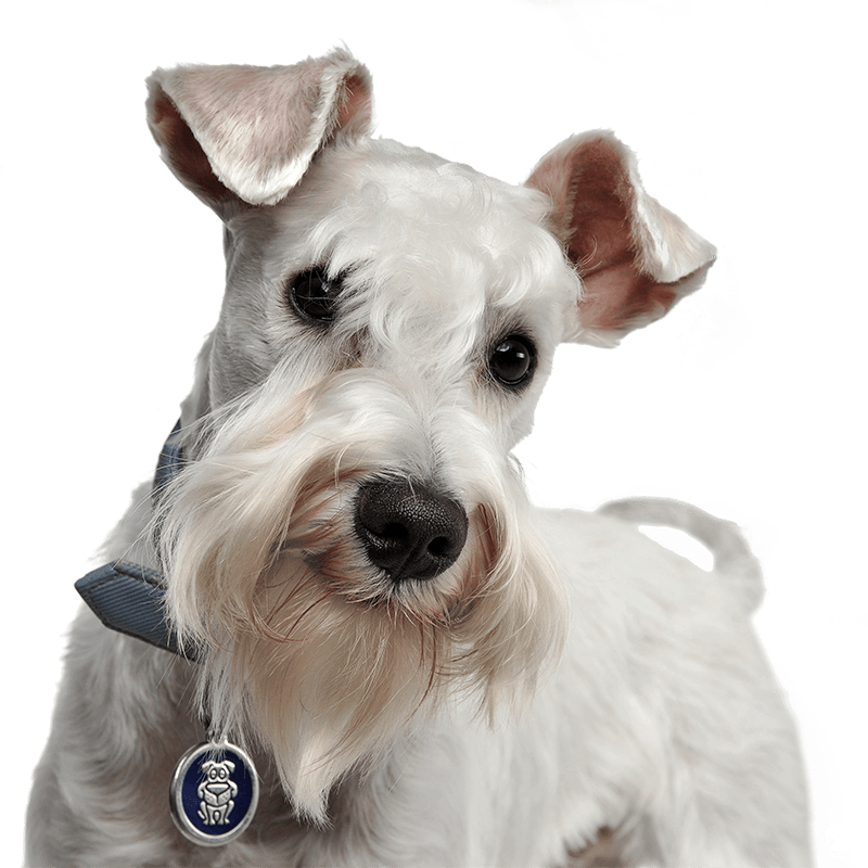 types of dog breeds