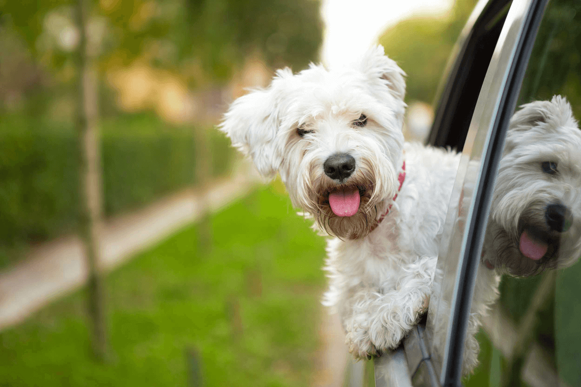 DIY Car Detailing – Dog Hair Edition | Compare the Market