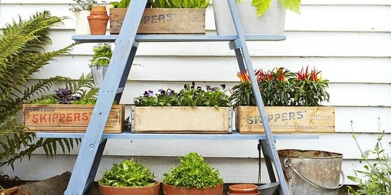 Display plants using a ladder