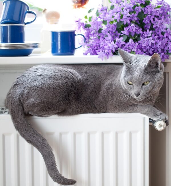 cat on heater