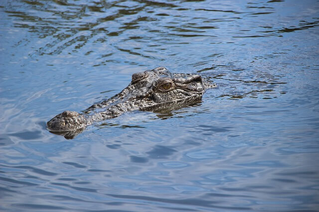 crocodile