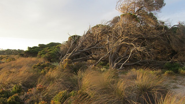 rottnest Island