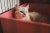 Cat in cardboard box