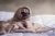 Pug wrapped up in blanket cosy