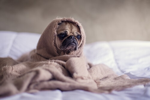 Pug wrapped up in blanket cosy