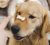 Dog with treat on nose waiting until command